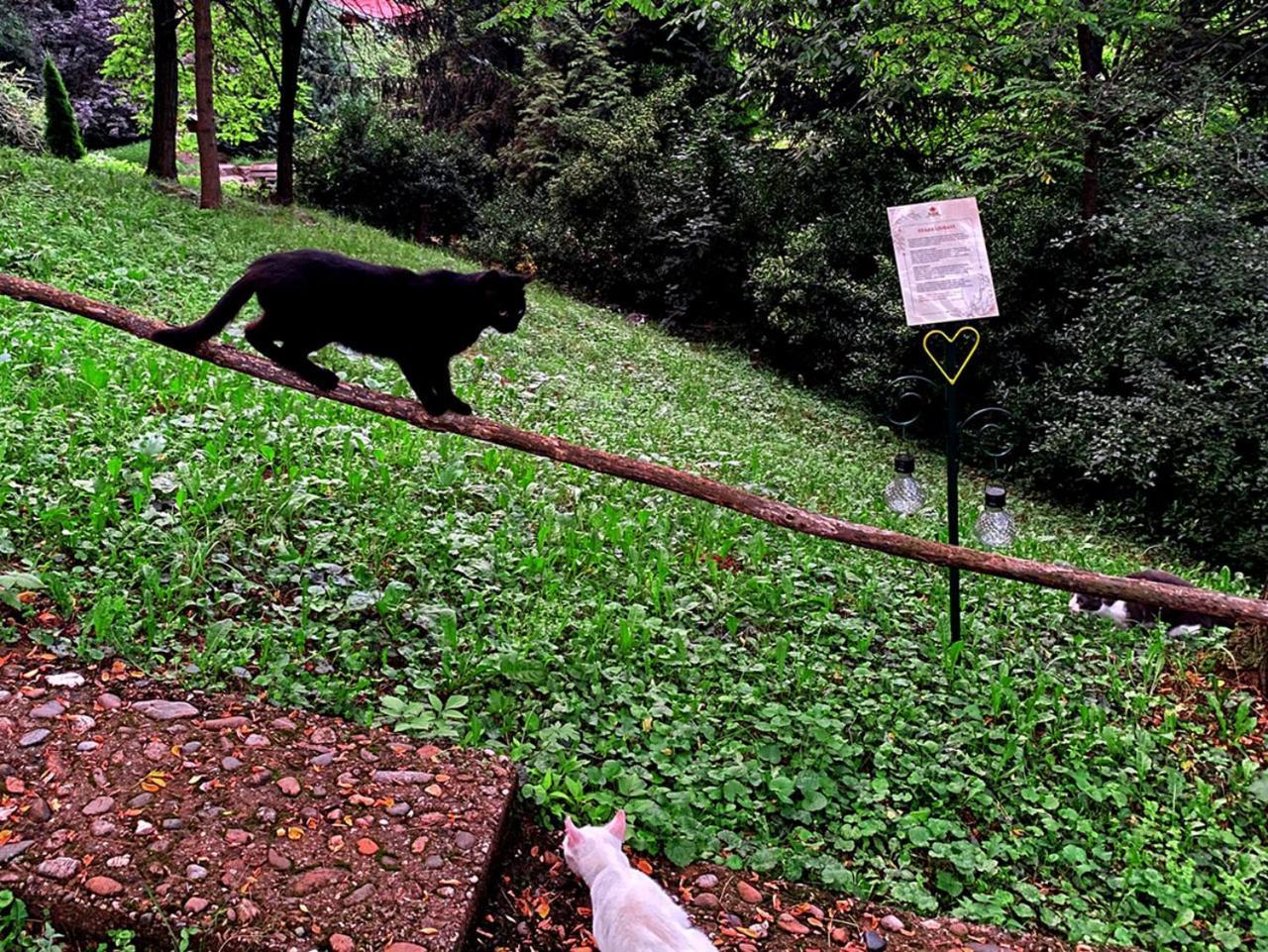 Appartamento Oaza Prirode, Brvnare Platan Vrdnik Esterno foto